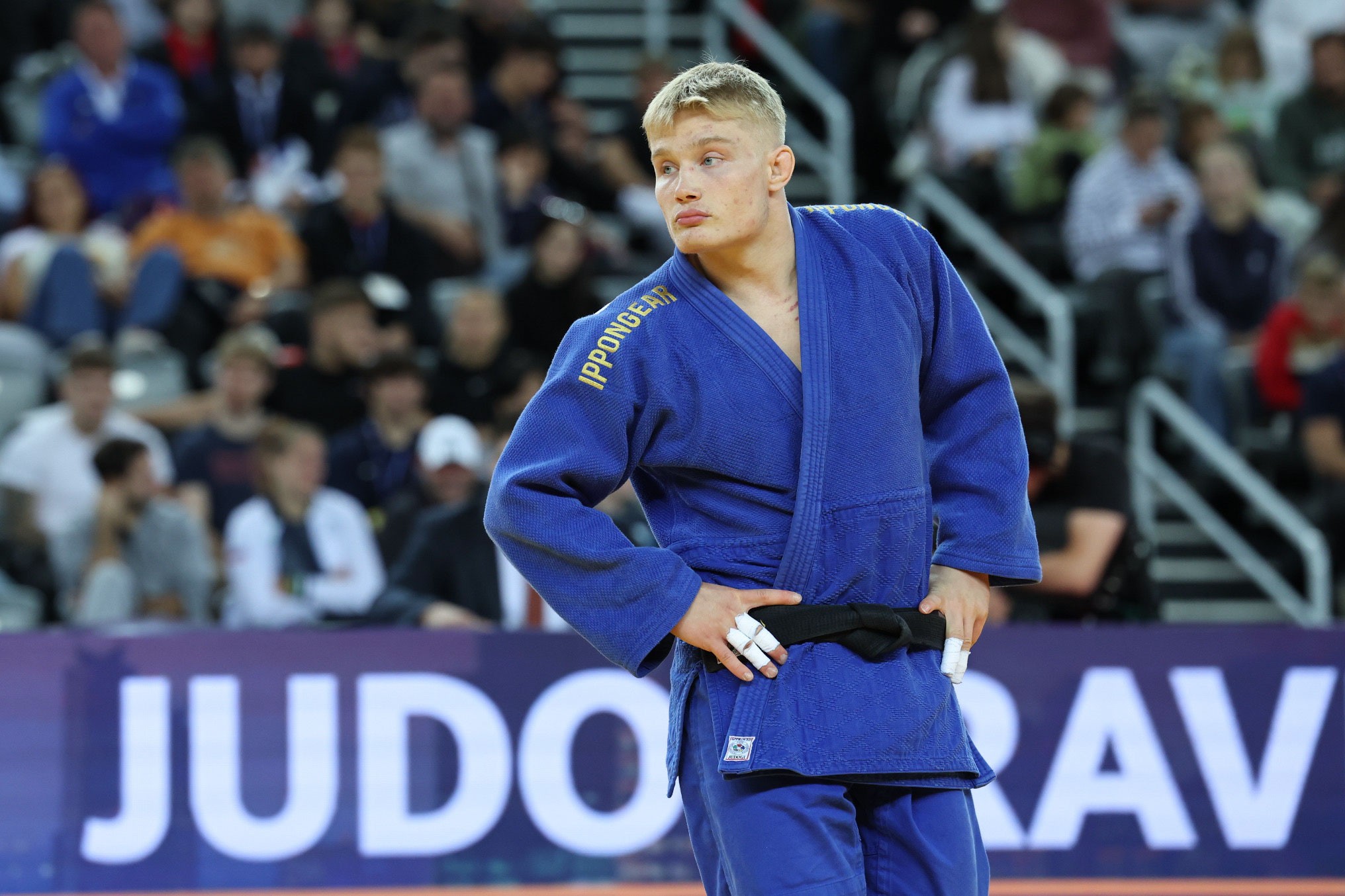 Yetuk mushuklarning toliq ekranli fotosuratlari